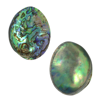 PAUA GEM INDIVIDUAL (40-65MM)