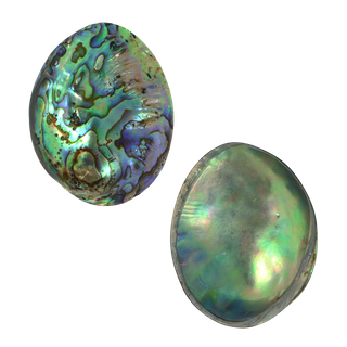 PAUA GEM INDIVIDUAL (40-65MM)