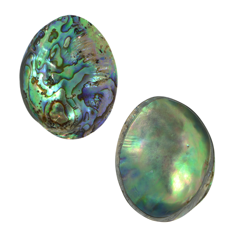 PAUA GEM INDIVIDUAL (40-65MM)