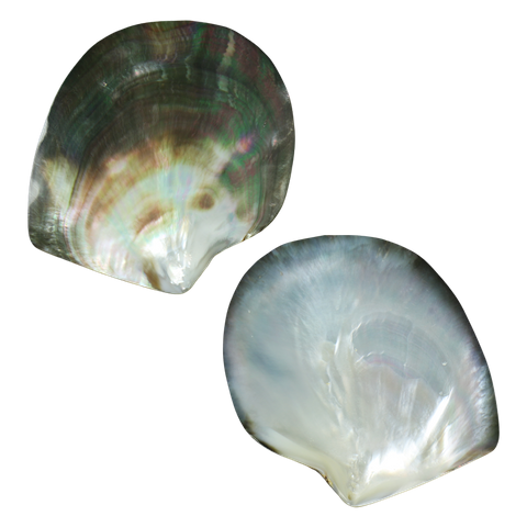 POLISHED SHELL - BMOP - PETITE - POLISHED <90MM