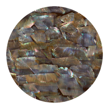 SHELL VENEER COATED - WING OYSTER NATURAL