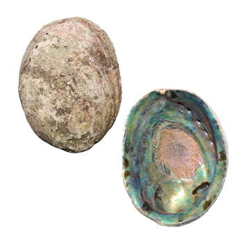 NATURAL SHELL - PAUA - JEWELLERY HEAVY - 350-400G (140-180MM)