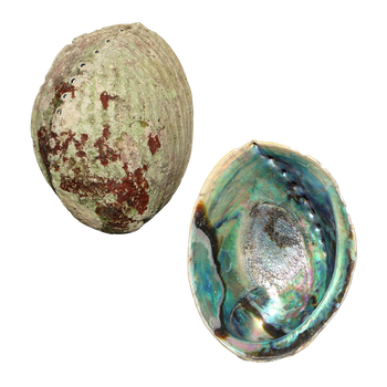 NATURAL SHELL - PAUA - JEWELLERY THIN - 140-200G (140-170MM)