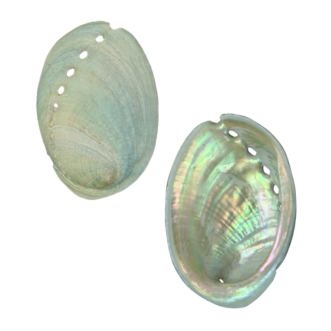 JUVENILE PAUA