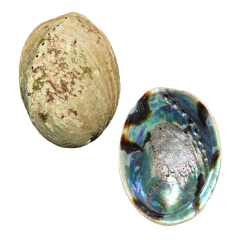 NATURAL SHELL - PAUA - SUPREME - CLEANED WITH SMOOTH EDGE (150-165MM)