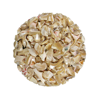 SHELL TERRAZZO CHIP - TROCHUS
