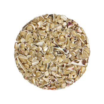SHELL TERRAZZO CHIP - NATURAL TROCHUS