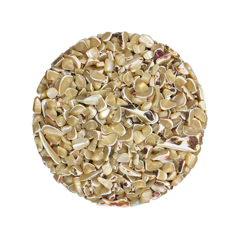 SHELL TERRAZZO CHIP - NATURAL TROCHUS