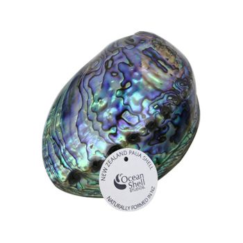 PAUA SHELL WITH STORY