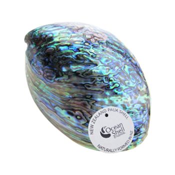 SUPREME PAUA SHELL 150-165MM - WITH STORY LABEL