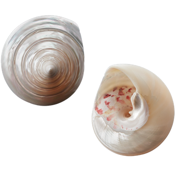 POLISHED SHELL - TROCHUS - PETITE  50-70MM