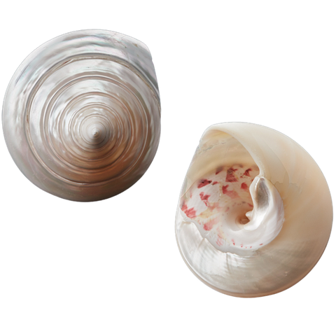 POLISHED SHELL - TROCHUS - PETITE  50-70MM