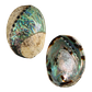 POLISHED SHELL - PAUA - SUPREME - SPIRAL (150-165MM)