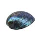 POLISHED SHELL - PAUA - PREMIUM - LACQUER COATED (120-150MM)