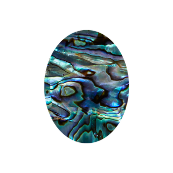 SHAPE PAUA - OVAL