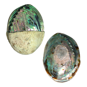 POLISHED SHELL - PAUA - SUPREME - HALF/HALF (150-165MM) (10PCS)