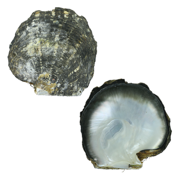 NATURAL SHELL - BMOP - SUPREME PLUS