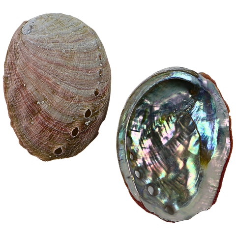 NATURAL SHELL - PINK ABALONE - FARMED