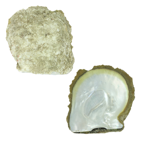 NATURAL SHELL - GOLD WMOP - PETITE - CLEANED (<100MM) GRADE A