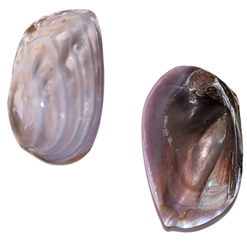 POLISHED SHELL - PINK MUSSELL-  BANK CLIMBER (PLECTOMERUS DOMBEYANUS)-100-140MM