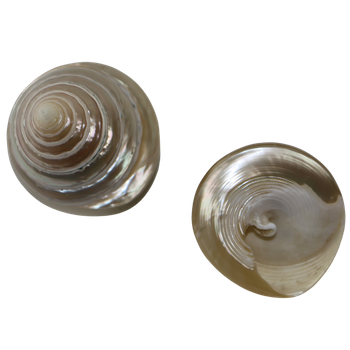 POLISHED SHELL - TROCHUS - CREAM- PETITE
