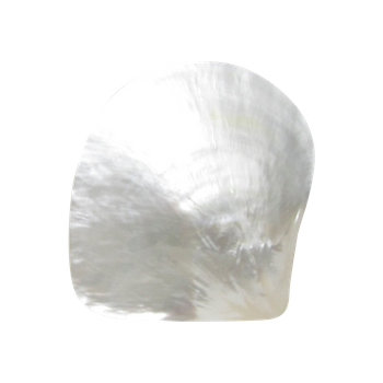 POLISHED SHELL - WHITE MOP - PETITE - BUFFED <100MM