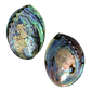 POLISHED SHELL - PAUA - SUPREME - LACQUER COATED (150-165MM)