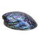 POLISHED SHELL - PAUA - SUPREME - LACQUER COATED (150-165MM)