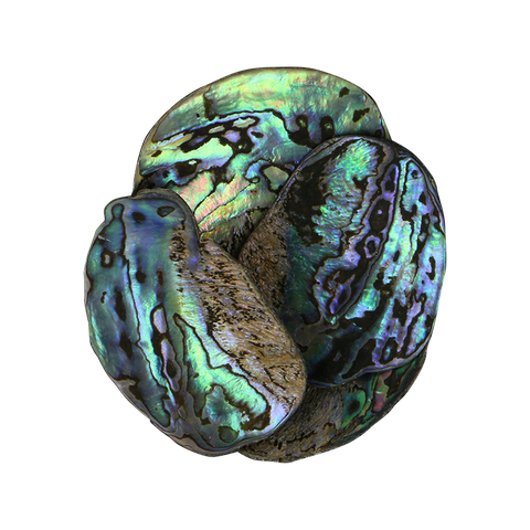 PAUA SATIN X-LARGE