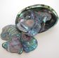 SHELL PIECES PAUA SATIN - X-LARGE 65MM+ - 1KG
