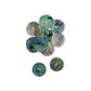 SHELL BUTTON - PAUA - 32MM [50L] (DOZ)