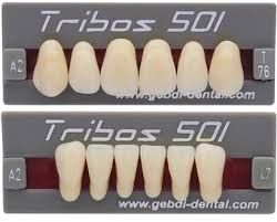 GEBDI TRIBOS 501 TEETH