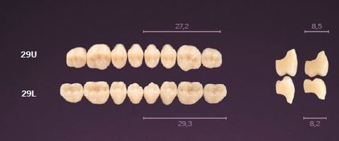 29-A1 MONDIAL TEETH LOWER POSTERIOR