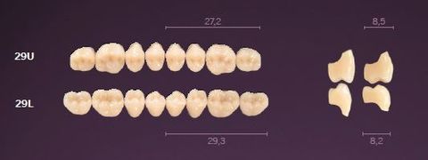 29-B2 MONDIAL TEETH LOWER POSTERIOR