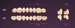 29-B2 MONDIAL TEETH LOWER POSTERIOR