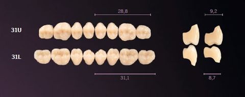 31-A4 MONDIAL TEETH LOWER POSTERIOR