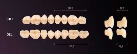 31-B4 MONDIAL TEETH LOWER POSTERIOR