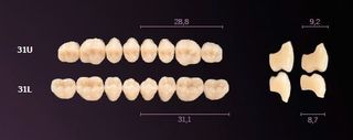 31-B4 MONDIAL TEETH LOWER POSTERIOR