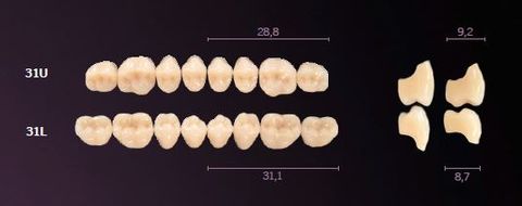 31-A1 MONDIAL TEETH LOWER POSTERIOR