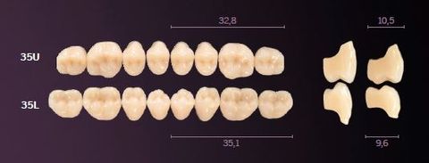 35-A1 MONDIAL TEETH LOWER POSTERIOR