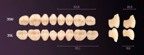 35-A2 MONDIAL TEETH LOWER POSTERIOR