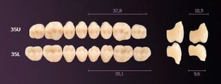 35-A2 MONDIAL TEETH LOWER POSTERIOR