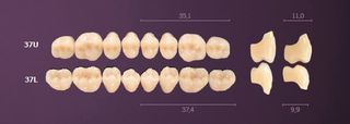 37-A1 MONDIAL TEETH LOWER POSTERIOR