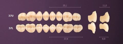 37-B2 MONDIAL TEETH LOWER POSTERIOR