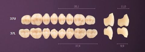 37-A4 MONDIAL TEETH LOWER POSTERIOR