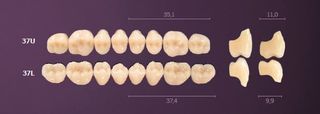 37-A4 MONDIAL TEETH LOWER POSTERIOR