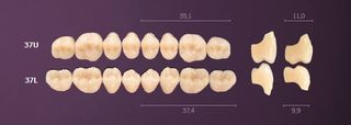37-A1 MONDIAL TEETH UPPER POSTERIOR