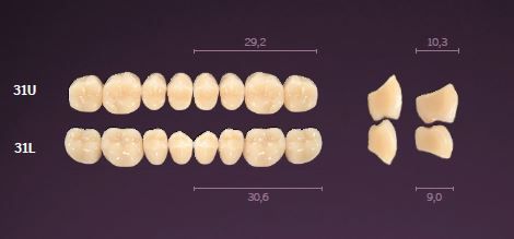 31-B1 IDEALIS TEETH LOWER POSTERIOR