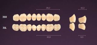 31-B1 IDEALIS TEETH LOWER POSTERIOR