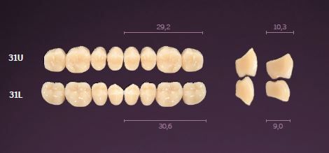 31-A2 IDEALIS TEETH LOWER POSTERIOR